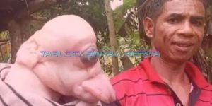 Anak Babi Bermata Satu